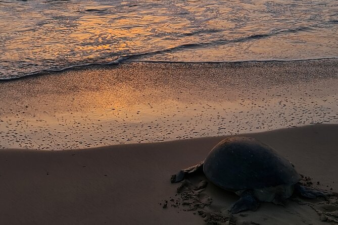 2-day Private Tour to Ras Al Hadd - Turtle night at Ras al Jinz, the moment you plan the whole trip around