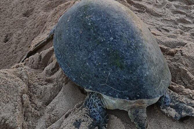 2-day Private Tour to Ras Al Hadd - Ras al Hadd check-in, then the turtle sanctuary under the stars