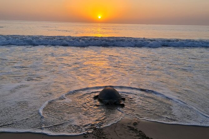 2-day Private Tour to Ras Al Hadd - Wadi Tiwi on the way back to Muscat