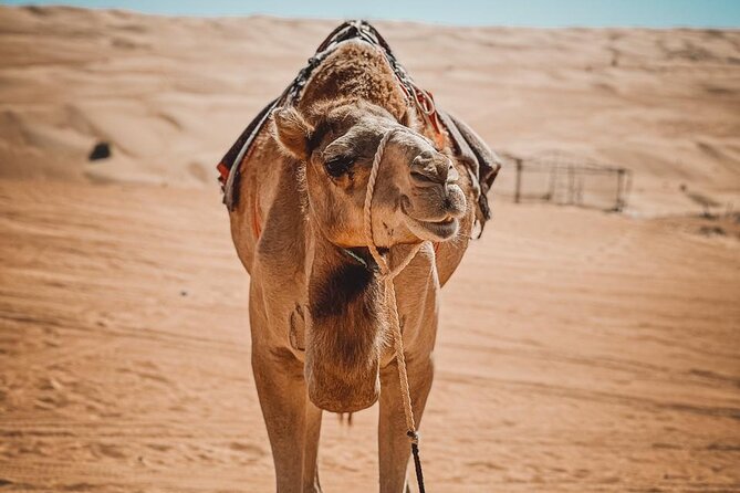 2-Day Private Wahiba Sands Desert Camping Tour from Muscat - Wadi Tiwi photo stop: the short, green break