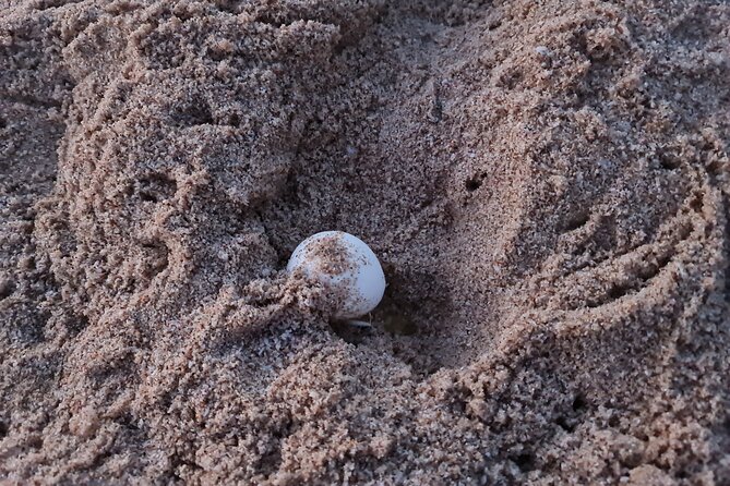 2-Days 1 Night Private Ras Al Hadd Tour - Fins Beach White Sands: A Calm Coastal Break