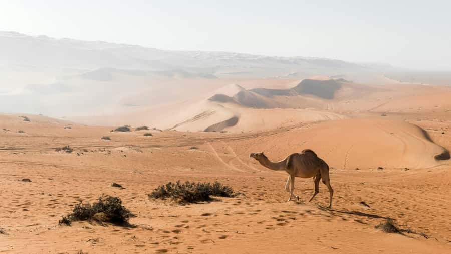 2 Days and 1 Night Private Wahiba Sands Desert with Wadi - A private 4WD Wahiba Sands adventure, not a rushed drive-by