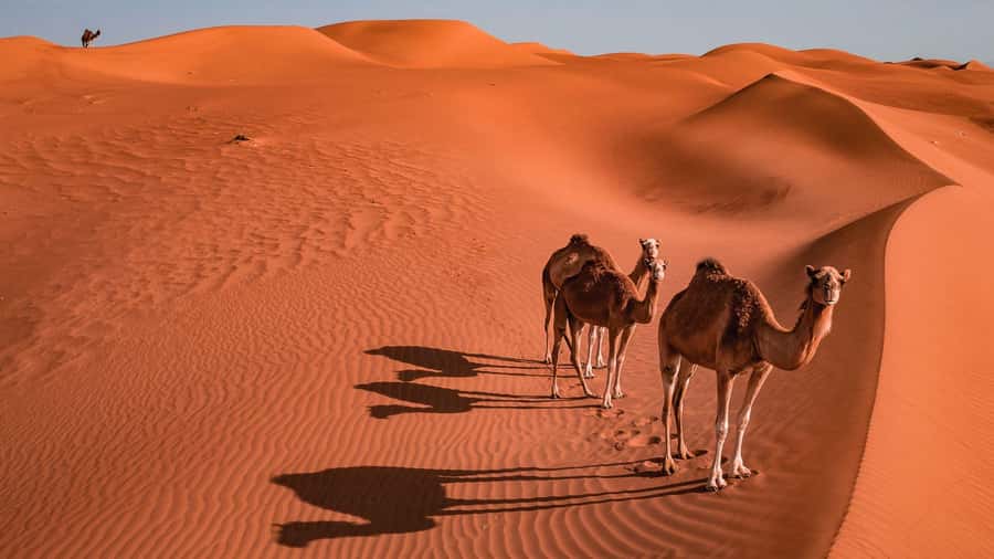 2 Days and 1 Night Private Wahiba Sands Desert with Wadi - Ibra: tea, photos, and a gentle reset on the return