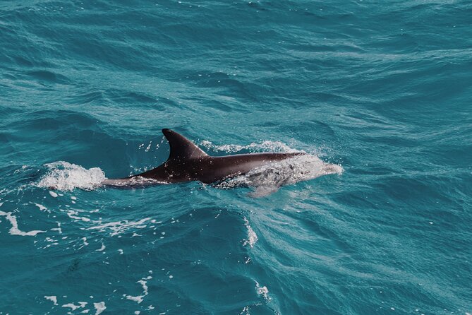 2 Hour Dolphin Watching Experience in Muscat - What Makes This Tour Feel Good for Families (and Photo Seekers)