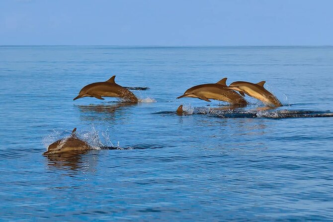 2 Hour Dolphin Watching Experience in Muscat - Price and Value: What $49.99 Buys You in Muscat