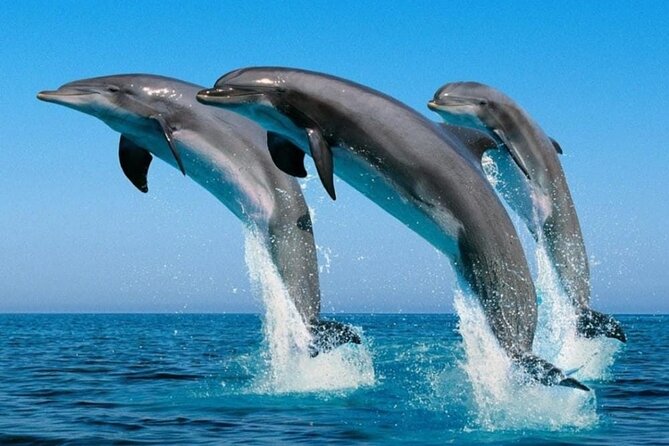 2 Hour Dolphin Watching Experience in Muscat - Logistics to Get Right: Meeting Point, Pickup Assumptions, and Comfort