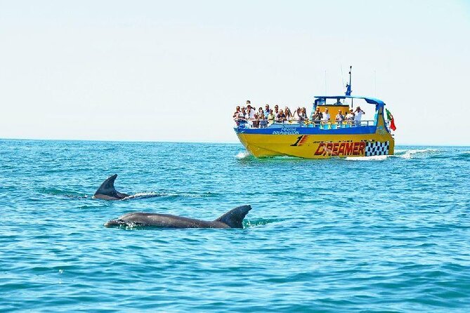 2 Hour Dolphin Watching Experience in Muscat - The Actual Dolphin Watching: Cruising, Scanning, and Spotting