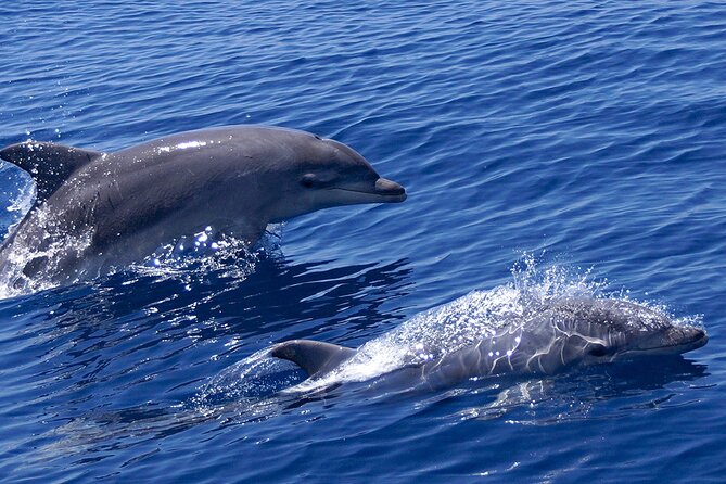 2 Hours Dolphin Watching Cruise in Muscat - Key highlights before you go