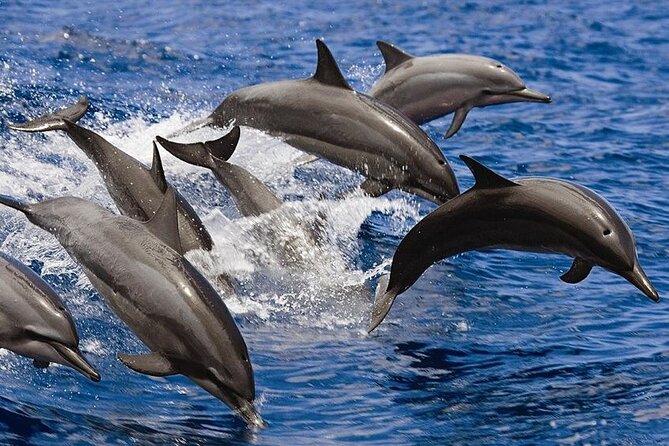 2 Hours Dolphin Watching Cruise in Muscat - Captain positioning and sea rules you should care about