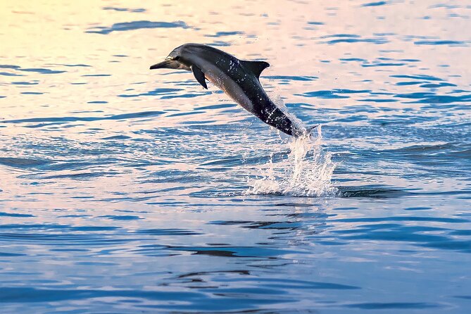 3-Hr Private Snorkeling and Dolphin Watching Tour at Muscat - Arabian Sea dolphin watching: how to make the “search” feel worthwhile