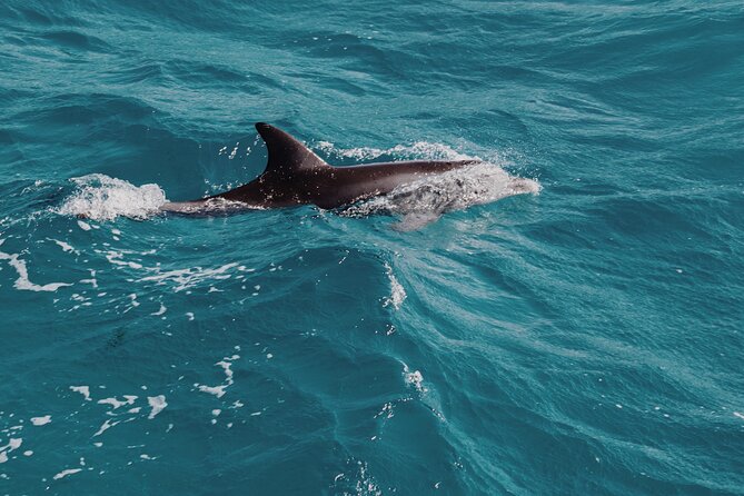 3-Hr Private Snorkeling and Dolphin Watching Tour at Muscat - Meeting point and timing: what a 10:00 am start means