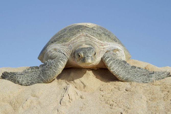5 Days Jewels Of Oman Package - Day 1: Muscat Coastal Route, Bimah Sinkhole Photo Stop, Wadi Shab Swimming, Ras al Hadd Overnight