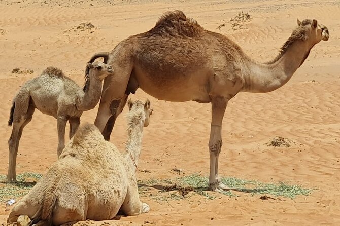 5-Days Private Oman Tour - Mountains, Deserts & Coastline - Guides and comfort: why people keep praising the same details