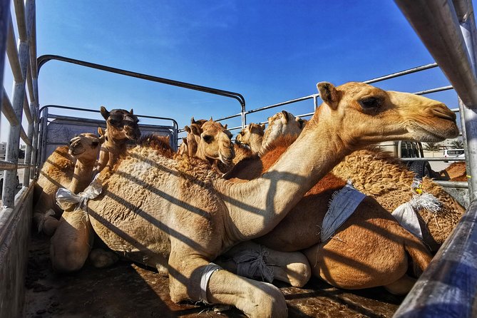 5 Hours of Salalah City Best | Private Tour - Price and value: what you really get for $99 per person