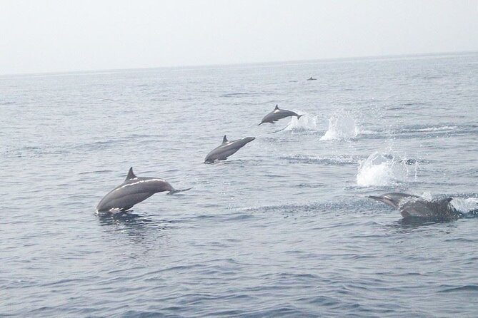 Amazing Dolphin Watching Tour In Muscat - Key highlights worth noting