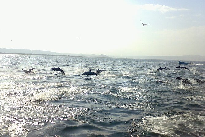 Amazing Dolphin Watching Tour In Muscat - Dolphins off Muscat: why this 2-hour trip is so satisfying
