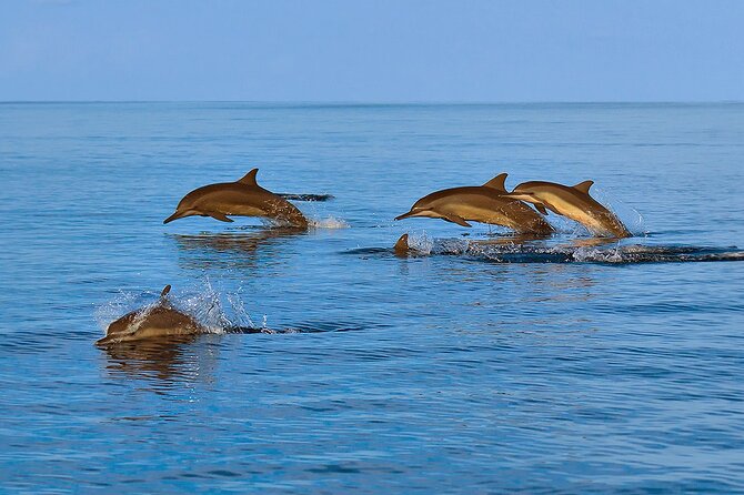 Amazing Dolphin Watching Tour In Muscat - Coastline views on the way back: a nice extra, not the main act