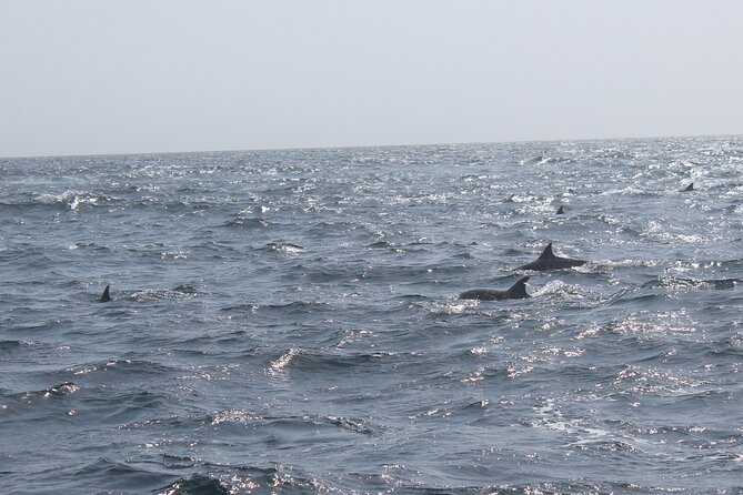 Amazing Dolphin Watching Tour In Muscat - Who this tour is best for, and who might want a different plan