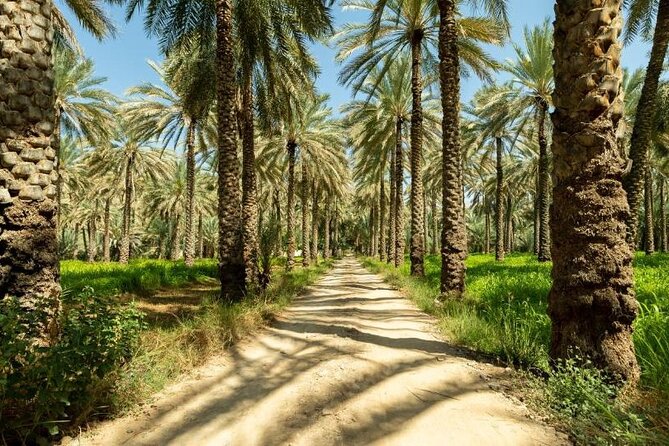 Amouage & Nizwa Full-Day Tour: Fort, Souq & Barakat Al Mouz - Birkat Al Mouz Ruins: palm oasis calm with mud-brick history