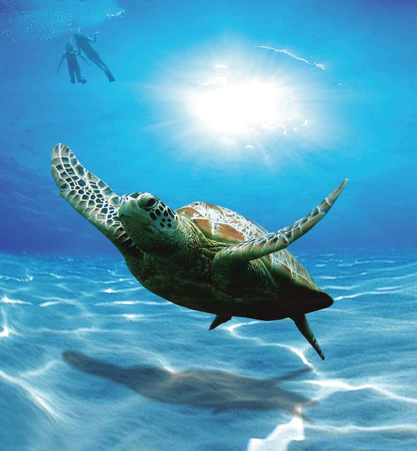 Bandar Al Khayran Jorney: Group Tour with Snorkeling - The 3-hour flow, from marina to reef to back to shore