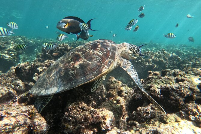 Cruises to Daymaniyat & Snorkeling - Who this cruise suits best (and who should reconsider)