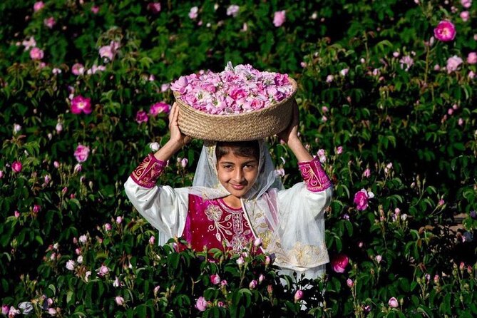 Damascus Roses - Discover the secrets of Al Jabal Al Akhdhar - Ancient Fossils Gardens: A Surprising Contrast Stop