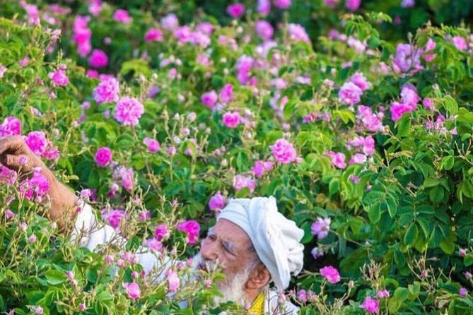 Damascus Roses - Discover the secrets of Al Jabal Al Akhdhar - Roses Distillation By Locals: Seeing What Turns Petals Into Product