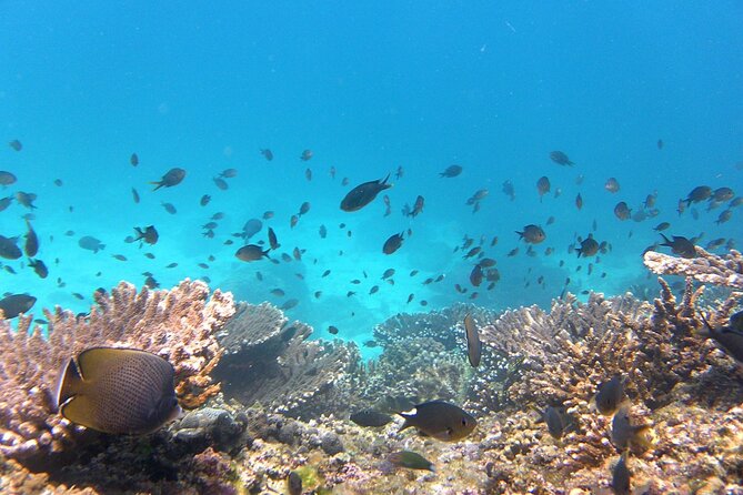 Daymaniyat island Natural Reserve and Dolphin Watching - Arriving at Daymaniyat: the marine reserve feel
