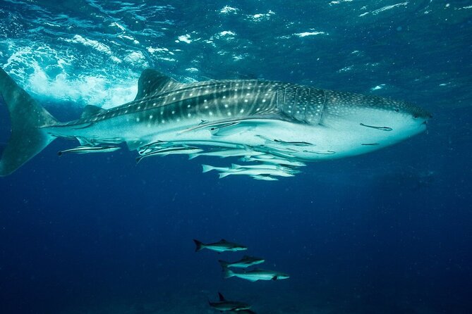 Daymaniyat island Natural Reserve and Dolphin Watching - Snorkeling second spot: clear water, turtles, and how to enjoy the time
