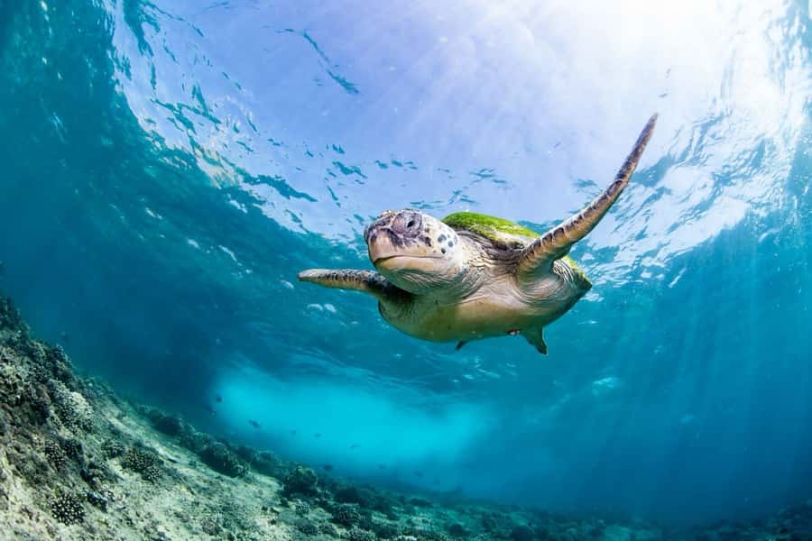 Daymaniyat Island: Snorkelling Tour with Tasty Lunch - Getting There: Seeb Marina Check-In and the Security Gate