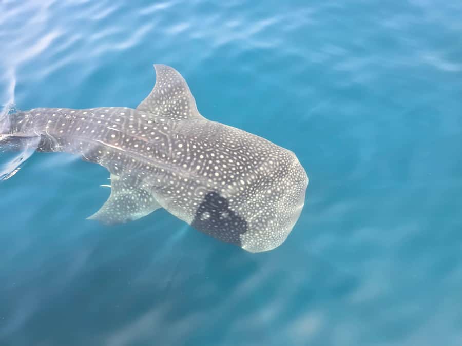 Daymaniyat Island: Snorkelling Tour with Tasty Lunch - Daymaniyat Islands: Nature Reserve Details You Can Actually Feel