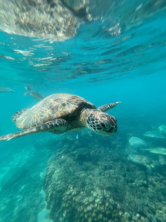 Daymaniyat Island: Snorkelling Tour with Tasty Lunch - The Boat Ride on Shaheen: Fast Exit, Comfortable Pace