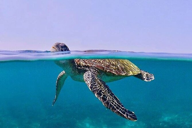 Daymaniyat Islands Snorkeling Half-Day Tour - Wildlife chances: turtles, whale sharks, and dolphins (what’s realistic)