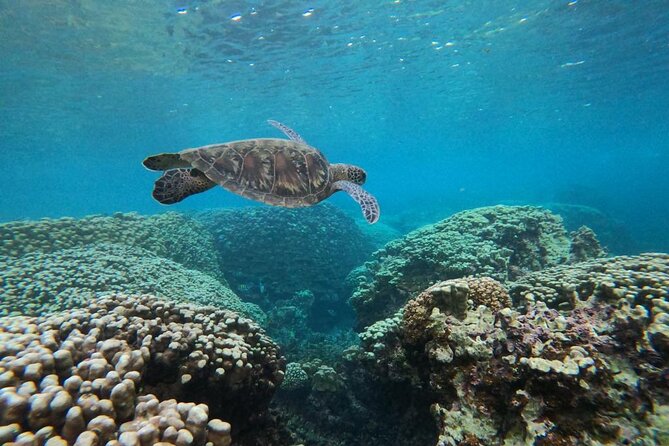 Daymaniyat Islands Snorkeling Sharing Trip - Snorkel stops: how the captain finds coral and turtles