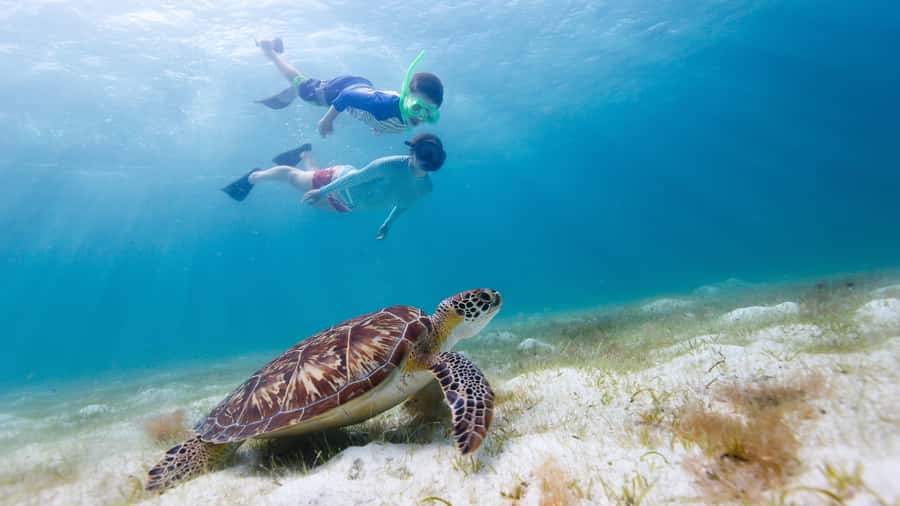 Daymaniyat Islands Snorkeling Small Group Turtles - Key Highlights Worth Chasing