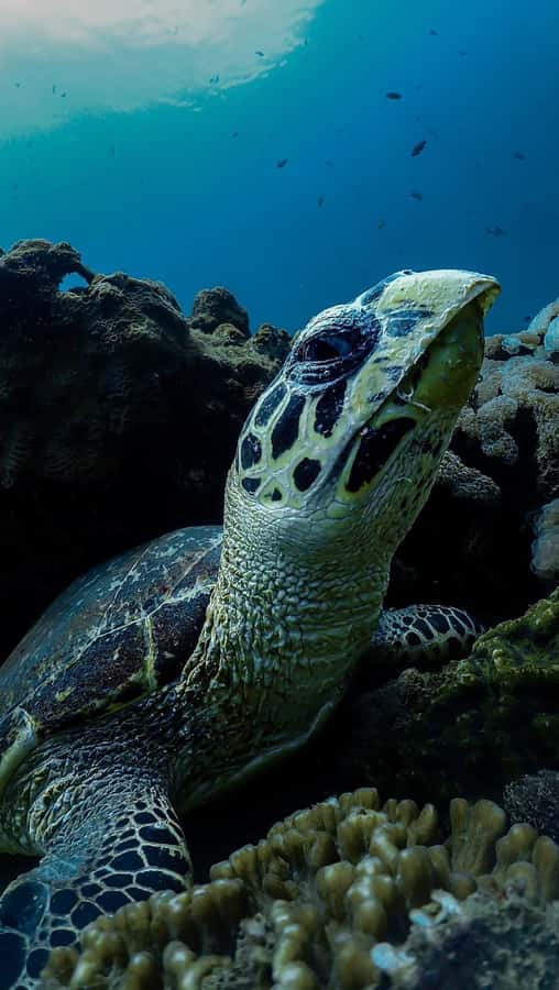 Daymaniyat Islands Snorkeling Small Group Turtles - Food and Water That Keep the Day Comfortable
