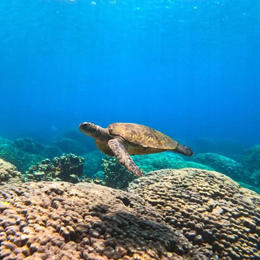 Daymaniyat Islands Snorkeling with Picnic Lunch - Where this starts, and how to avoid the usual stress