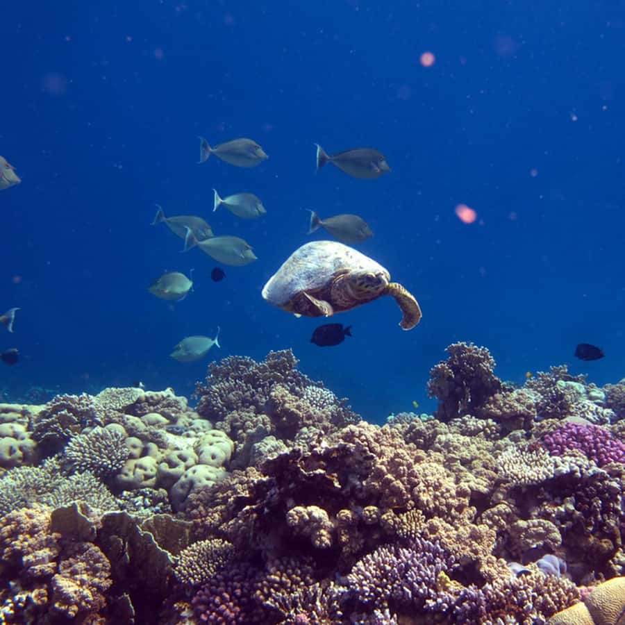 Daymaniyat Islands Snorkeling with Picnic Lunch - Snorkeling stops built around sea turtles and coral life