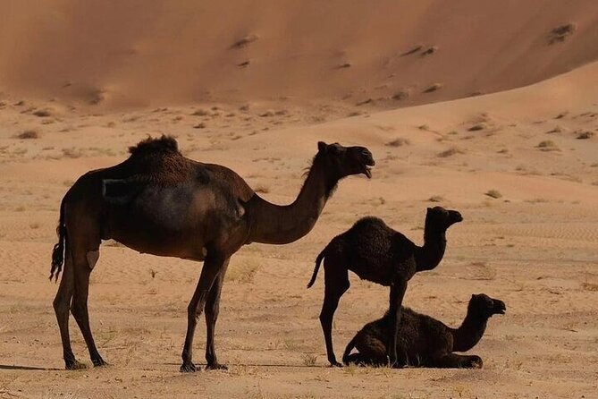 Desert Overnight in Private Bedouin Tent - Into the Empty Quarter: Rub al Khali dunes, long golden-hour time, and campfire energy