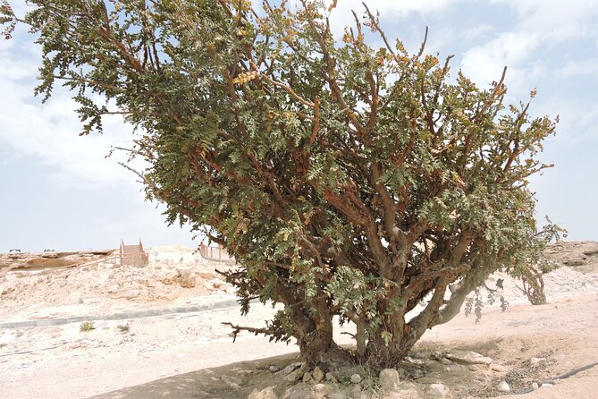 Desert Safari in Empty Quarter with Dune Bashing - Wadi Dawkha: the UNESCO frankincense trees you can actually sense