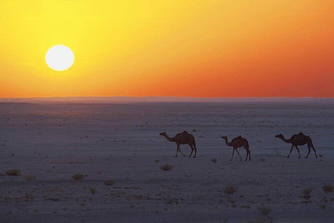 Desert Safari in Empty Quarter with Dune Bashing - Price and value: what $216 buys you, and what it does not