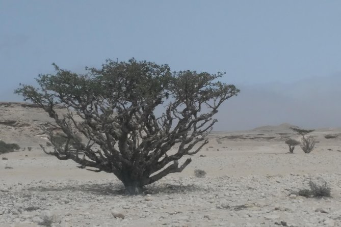 Desert Safari in the Rub al Khali - Ubar Ruins: When the Desert’s Past Stays in the Sand