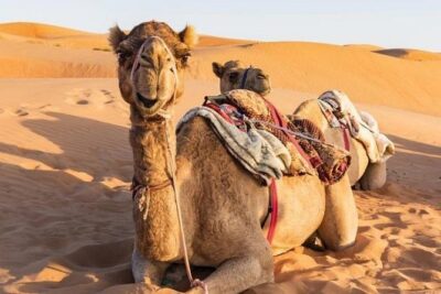 Desert Safari Private