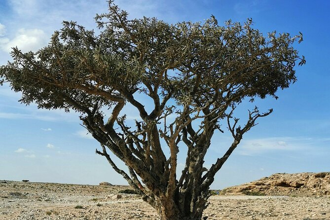 Desert Safari, Sunset & Sand Bashing (Rub Al Khali Desert) - Wadi Dawka and the frankincense story: more than just a scenic stop