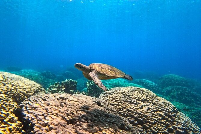 Dimaniyat Island Tour with Snorkeling - Price and Value: Is $86 a Fair Deal for This Half-Day Mix?