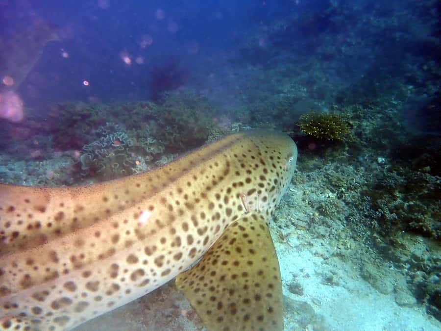 Dimaniyat Islands Scuba Diving Trip - Key Points To Know Before You Go