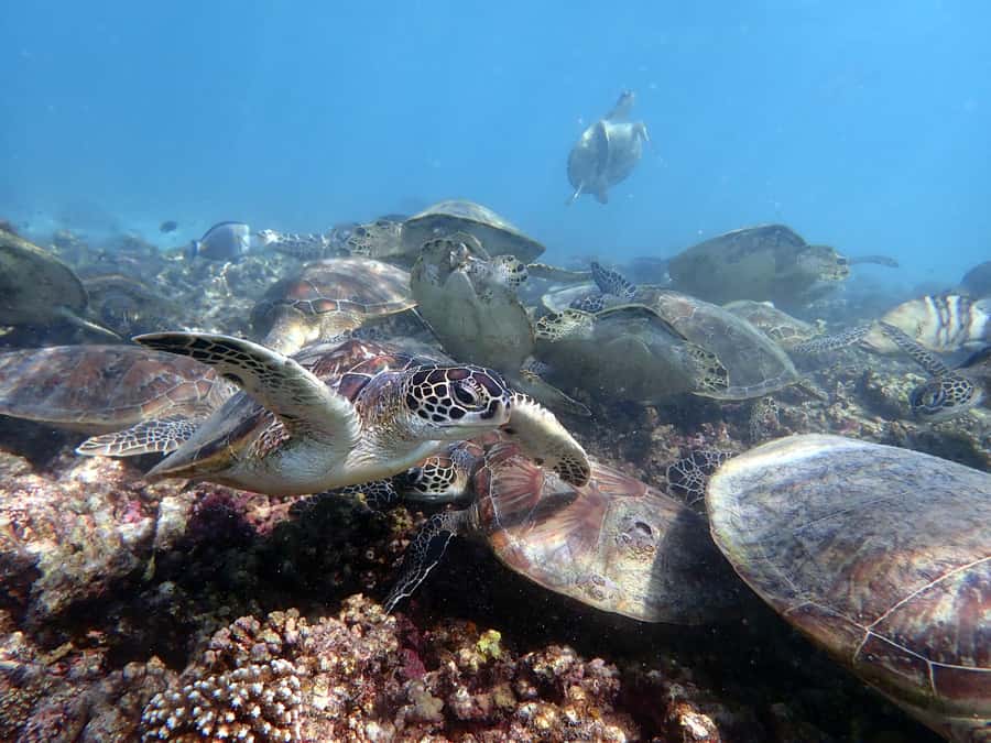 Dimaniyat Islands Scuba Diving Trip - A Certified-Only Scuba Day That Leans Practical