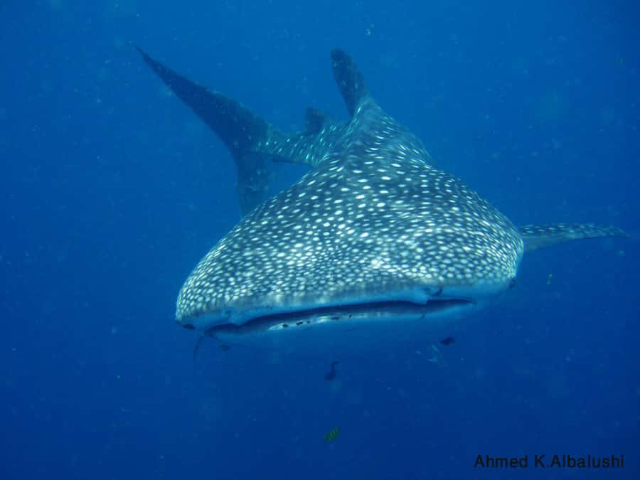 Dimaniyat Islands Scuba Diving Trip - The 30-Minute Boat Ride to Dimaniyat Islands