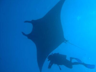 Dimaniyat Islands Scuba Diving Trip