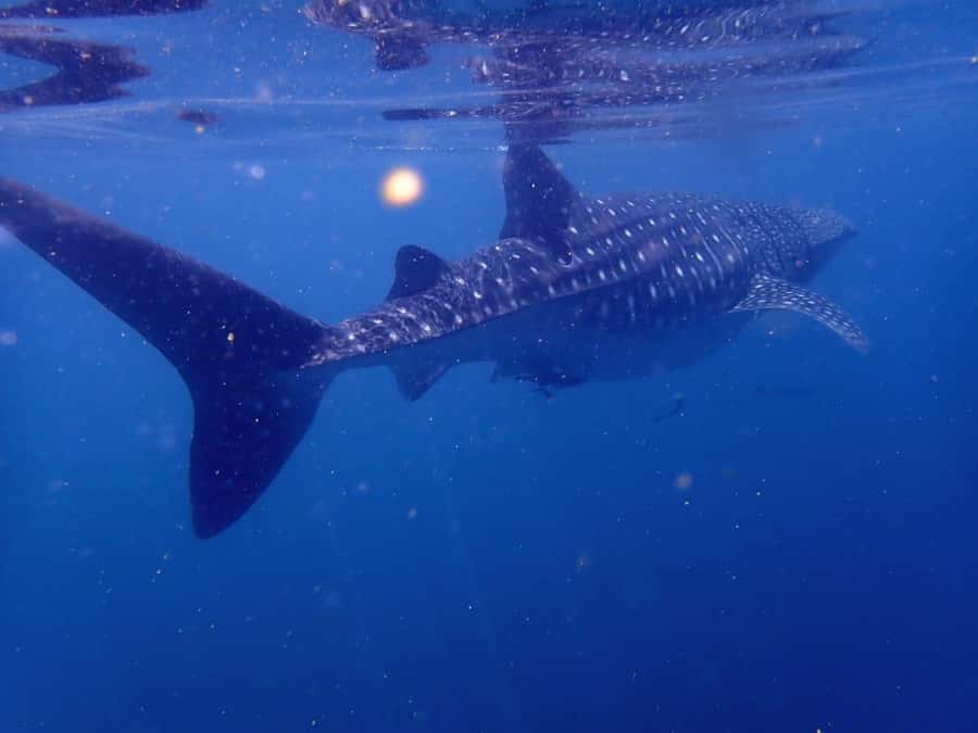Dimaniyat Islands Scuba Diving Trip - Underwater Session One: Turtles, Reef Sharks, and a Real Briefing